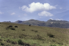 The Lonely Shepherd - Ecuador 1991